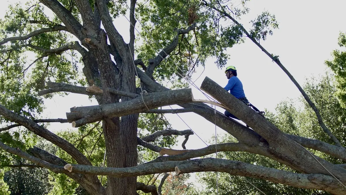 Professional Hazardous Tree Removal performed by certified arborists in Roselawn
