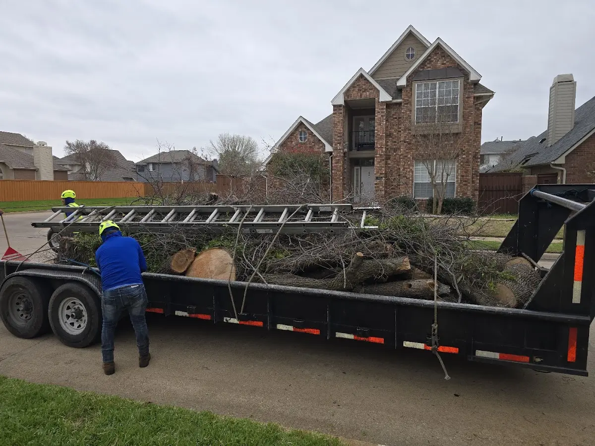 Expert Deadwooding with proper safety equipment in Roselawn